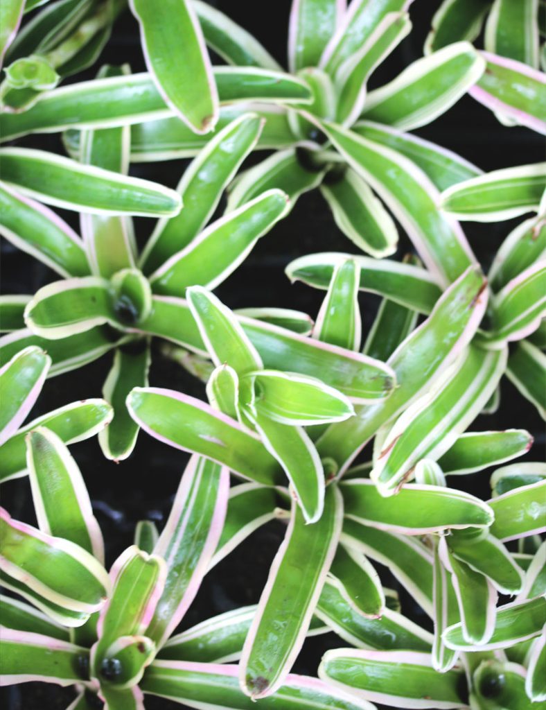 Neoregelia schultesiana &lsquo;Hawaii&rsquo; variegata_Karnivores_Pot de 7cm