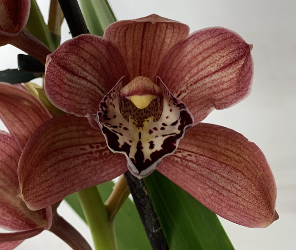 Cymbidium Red Beauty Roy_Les Orchidées de la Belle Etoile Pot de 14cm