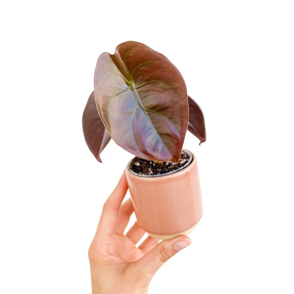 Alocasia Cuprea Red Secret_Plant and Stories_Pot de 6cm