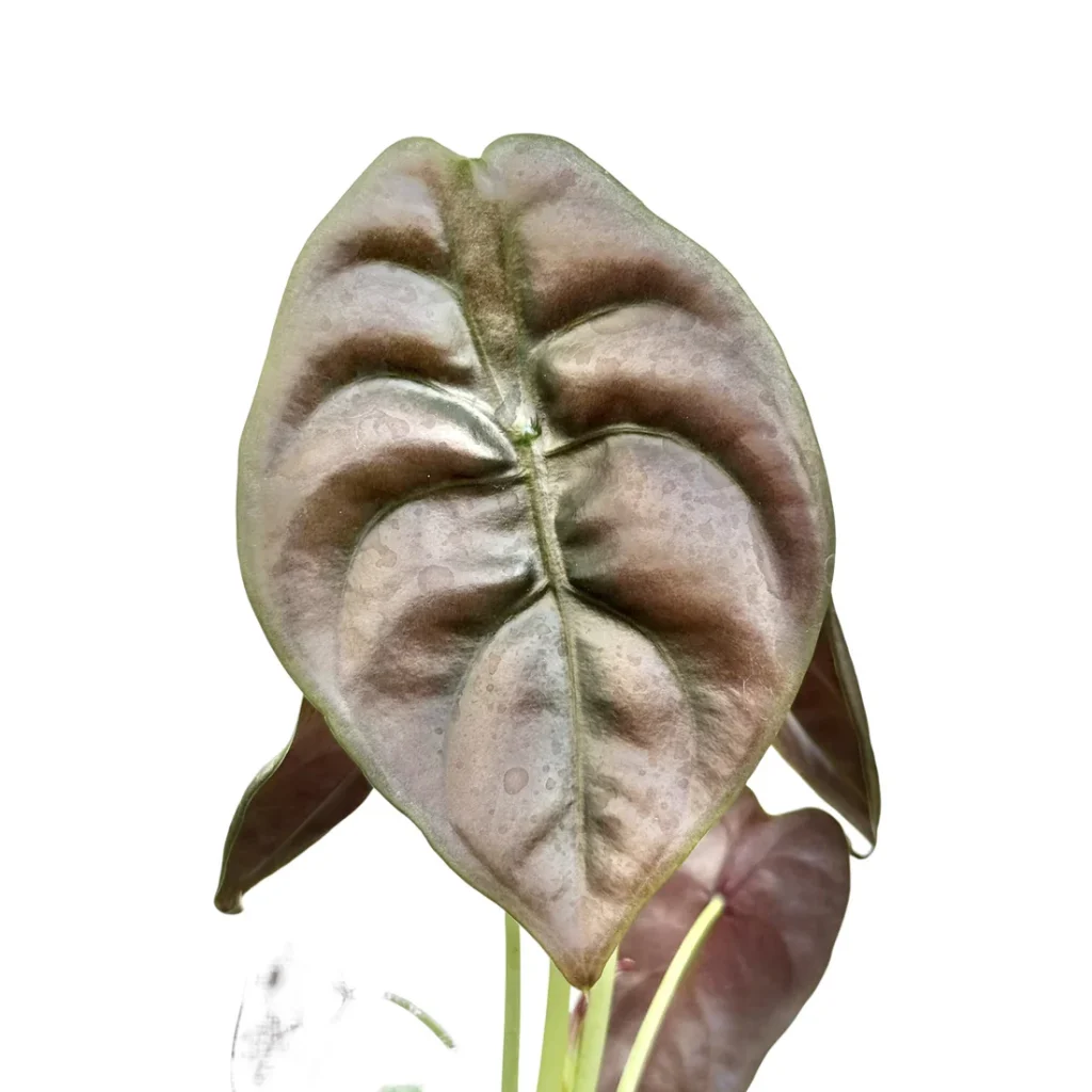 Alocasia Cuprea Red Secret_Plant and Stories_Pot de 6cm