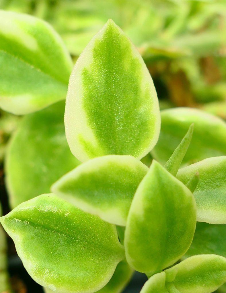 Aptenia cordifolia variegata | À repiquer_Karnivores_2 branches