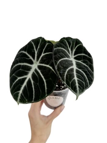 alocasia black ninja black velvet plante verte tropicale