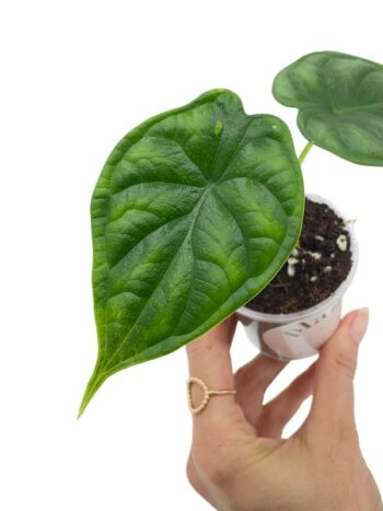 alocasia dragon scale plnate verte tropicale