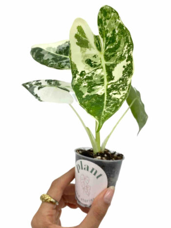 alocasi frydek variegata plante rare verte tropicale