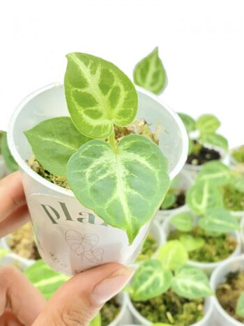 Anthurium Silver Blush plante verte tropicale