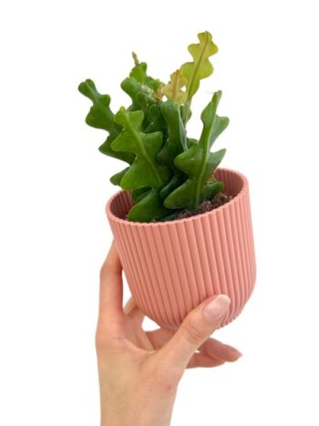 epiphyllum anguliger cactus zigzag