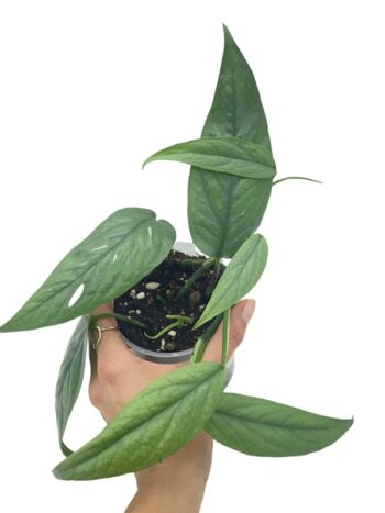 bouture plante verte epipremnum-cebu blue pothos