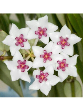 Hoya Bella Variegata fleurs porcelaine fleurs de cire plante d'interieur rampante