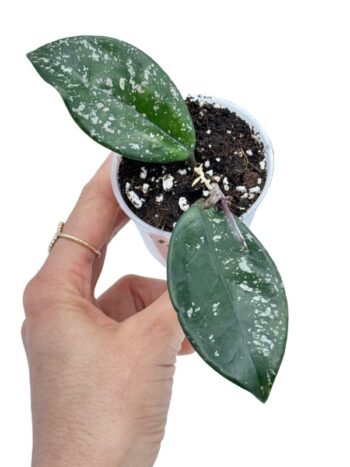 hoya freckles splash plante verte rampante fleurs porcelaine rose
