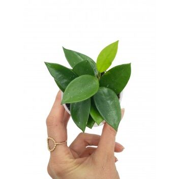 hoya chouke plante verte rampante fleurs porcelaine rose