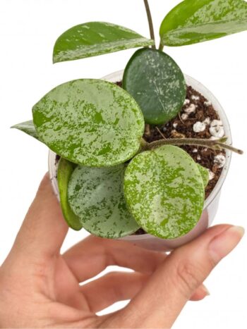 hoya mathilde splash plante verte rampante fleurs porcelaine rose