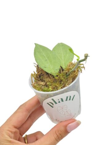 Hoya Nicholsoniae 'new guinea ghost'_Plant and Stories_Pot de 8cm