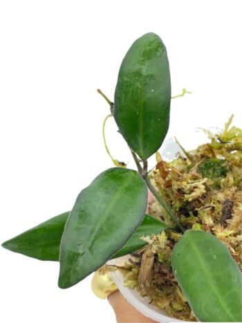 hoya rosita plante verte rampante fleurs porcelaine rose