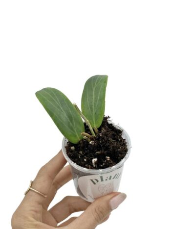 hoya soligamiana plante verte rampante fleurs porcelaine rouge