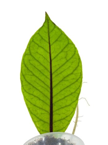 hoya sp sabah epc 961 rare plante verte rampante fleurs porcelaine rose