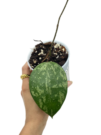 Hoya verticillata nganjuk fleurs porcelaines