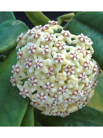 hoya villosa plante verte rampante fleurs porcelaine rose