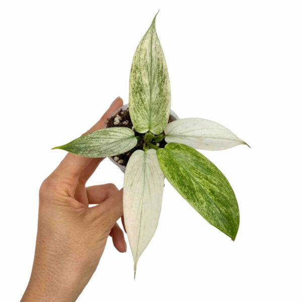 philodendron florida ghost plante verte tropicale rare