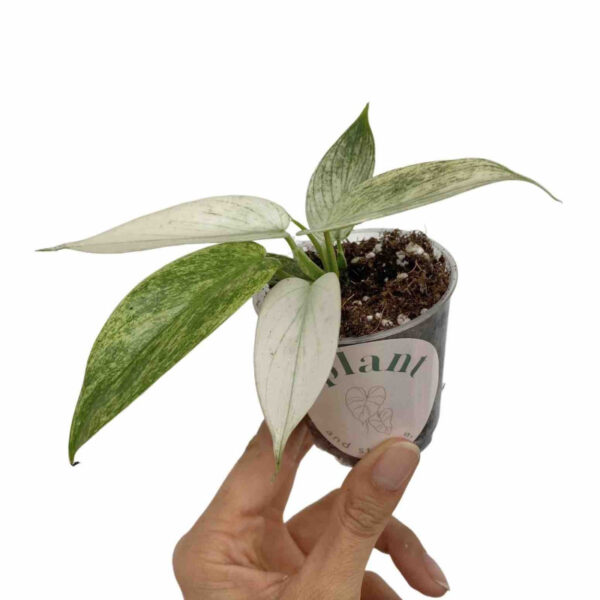 Philodendron Florida Ghost – Image 2