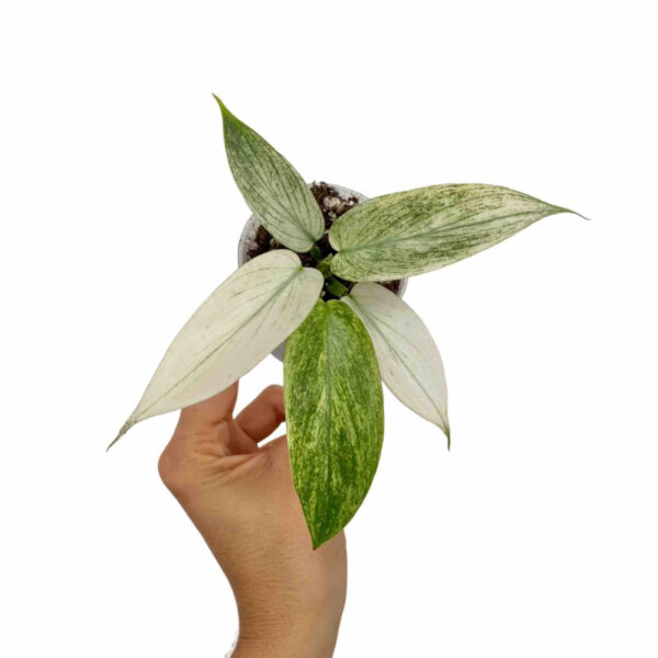 philodendron florida ghost plante verte tropicale rare