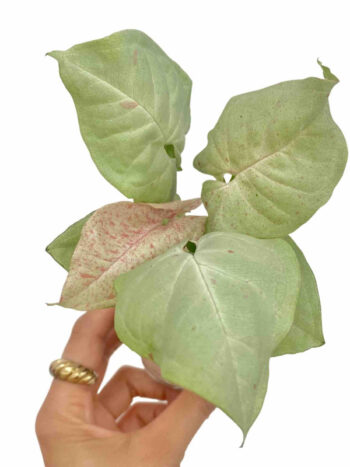 bouture syngnium confetti plante verte panaché