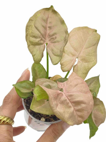 syngonium neon robusta plante verte tropicale