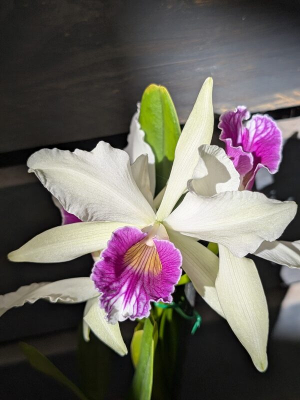 Cattleya purpurata var roxo-bispo