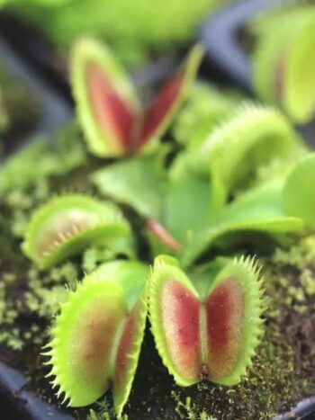 Dionaea dentata