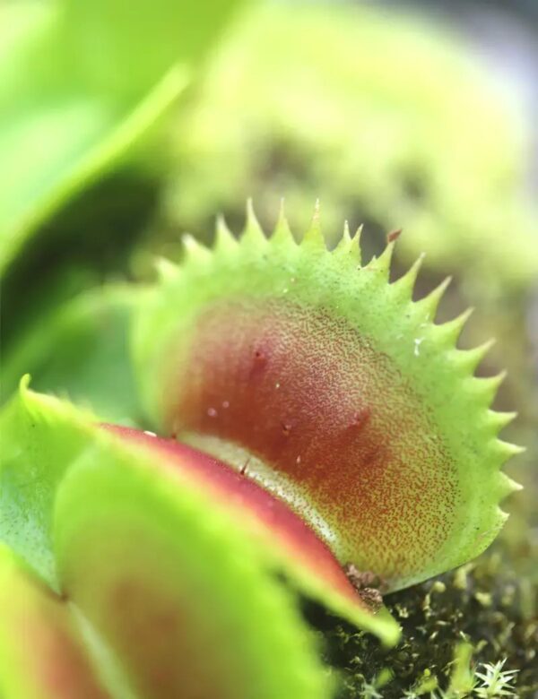 Dionaea dentata – Image 3