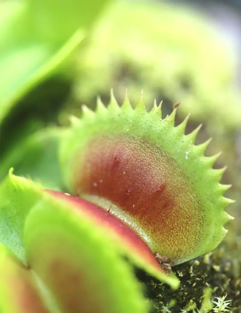 Dionaea dentata_Karnivores_Pot de 7cm