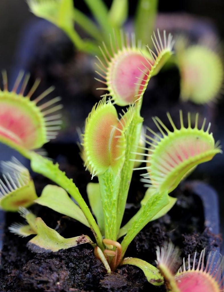 Dionaea funnel trap – Dionée Trichtefalle_Karnivores_Pot de 7cm