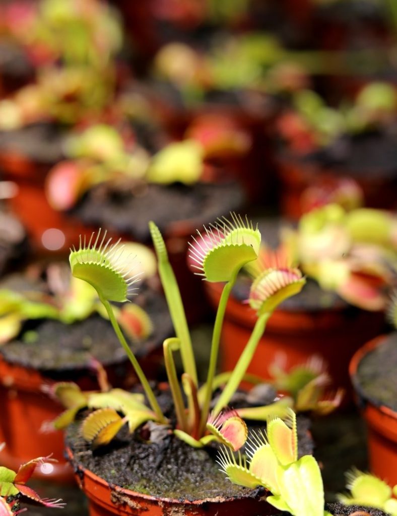 Dionaea muscipula / Attrape-mouche de Vénus / Dionée_Karnivores_Pot de 9cm