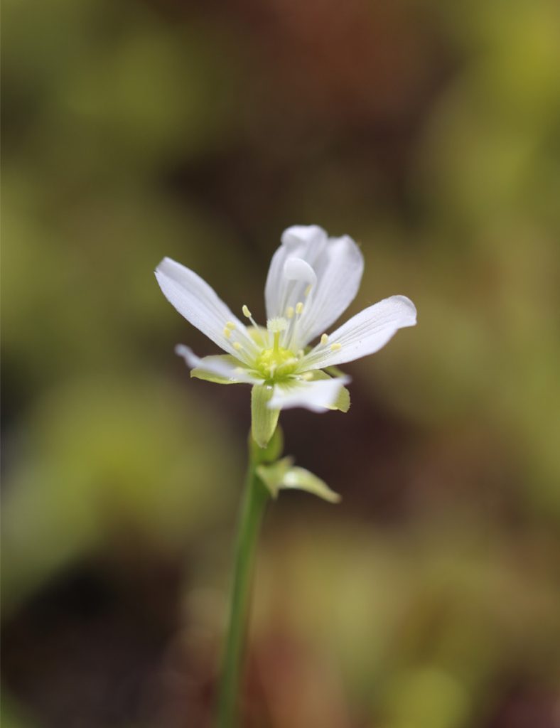 Dionaea muscipula / Attrape-mouche de Vénus / Dionée_Karnivores_Pot de 9cm