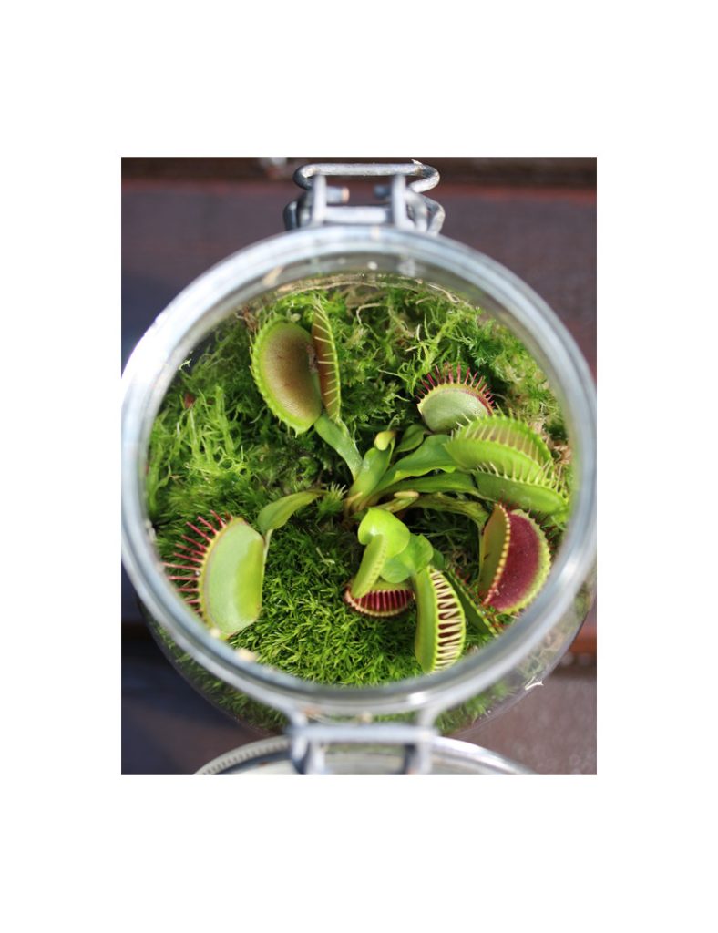 Dionaea muscipula – Kit terrarium_Karnivores_1L