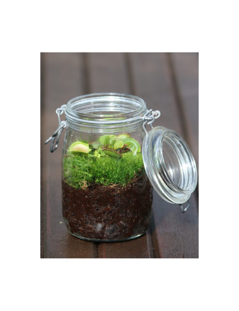 Dionaea muscipula – Kit terrarium_Karnivores_1L