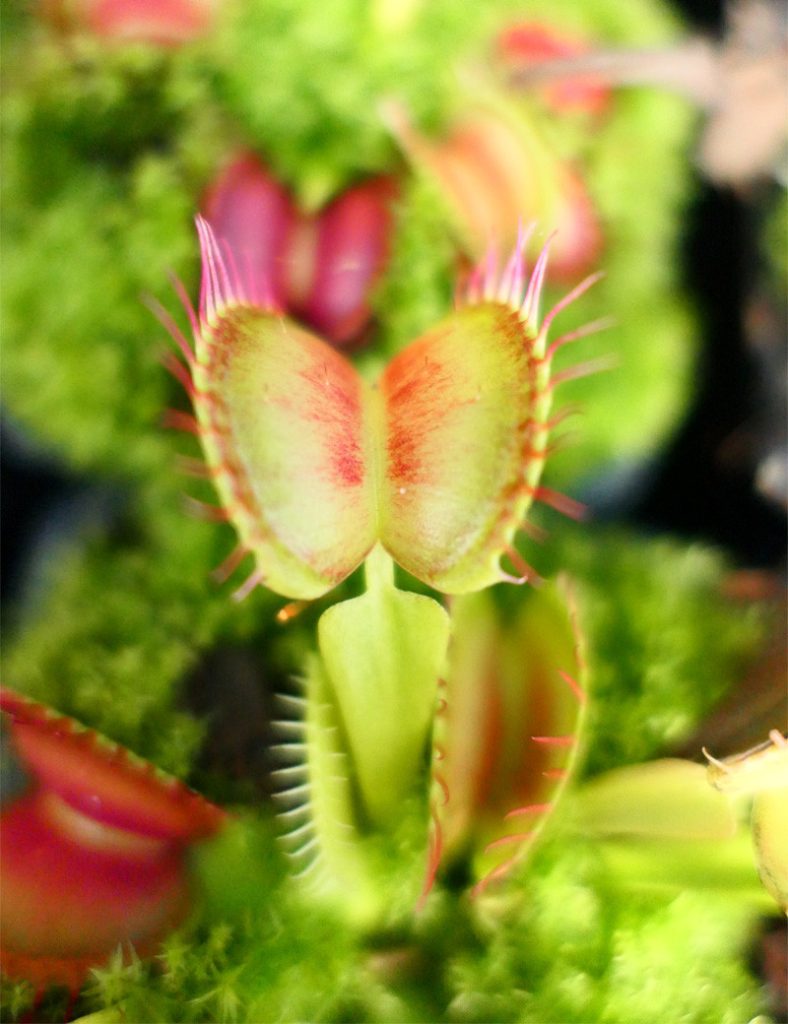 Dionaea muscipula &lsquo;Fine Tooth x Red&rsquo; Clone 1_Karnivores_Pot de 7cm