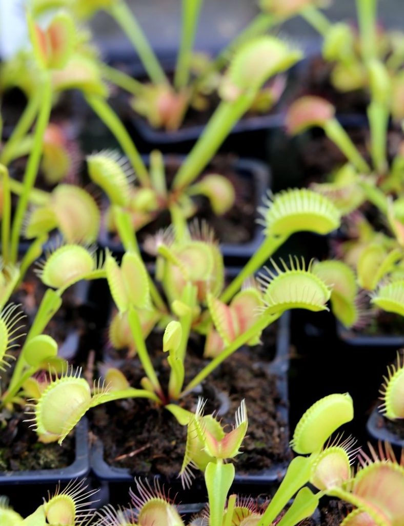 Dionaea muscipula &lsquo;Fine Tooth x Red&rsquo; Clone 1_Karnivores_Pot de 7cm