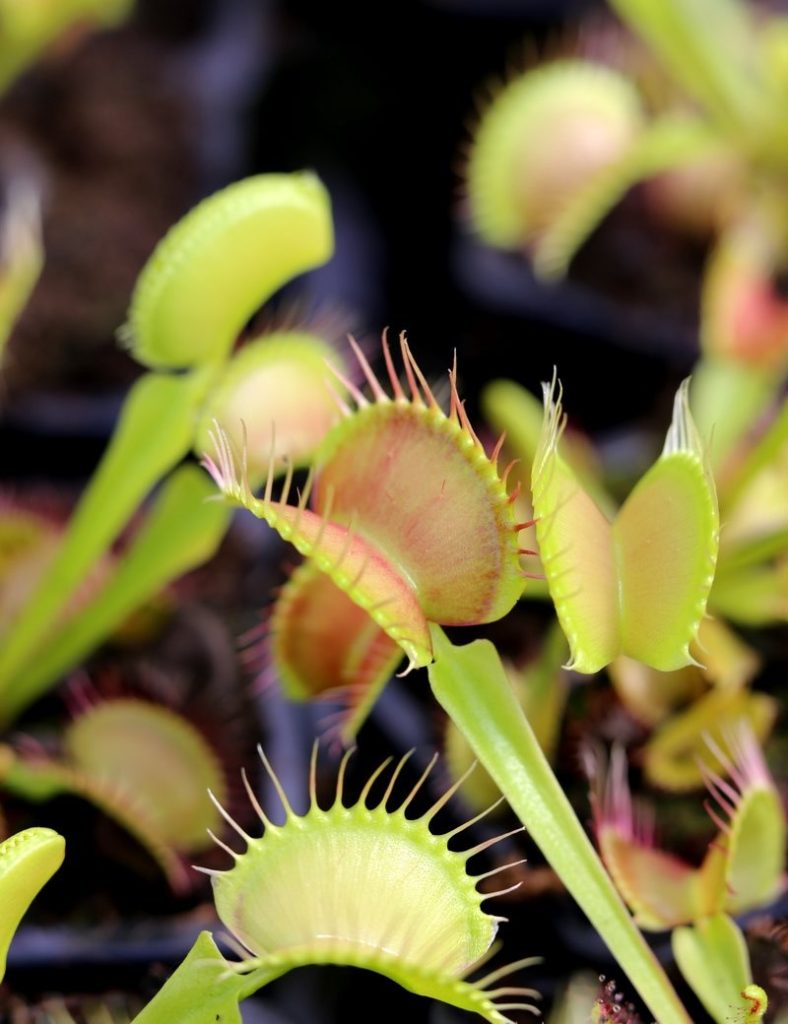 Dionaea muscipula &lsquo;Fine Tooth x Red&rsquo; Clone 1_Karnivores_Pot de 7cm