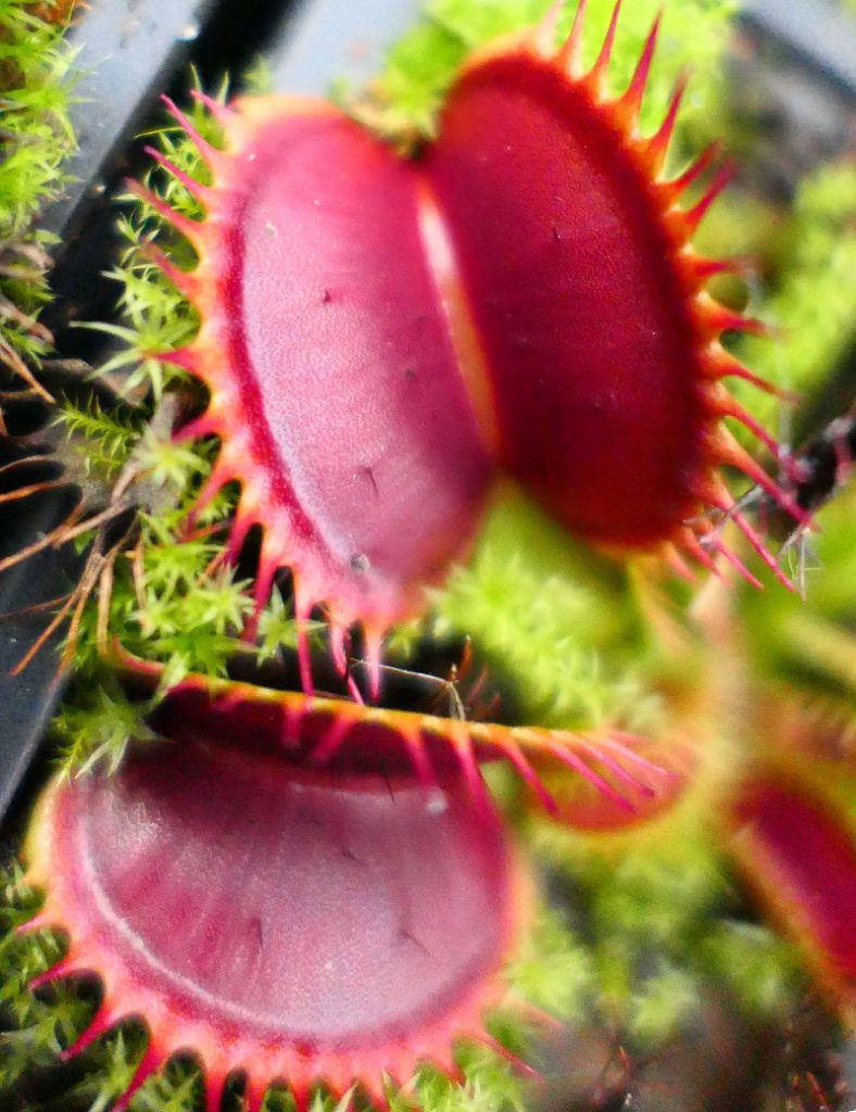 Dionaea muscipula &lsquo;Giant Big Mouth&rsquo;_Karnivores_Pot de 7cm