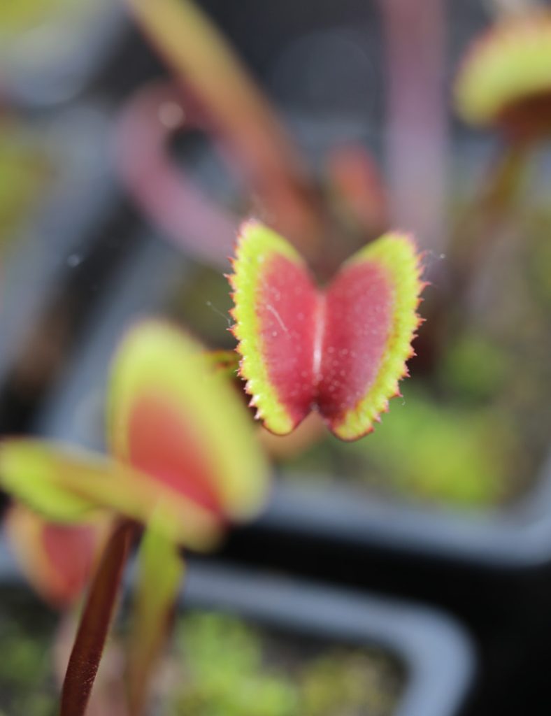 Dionaea muscipula &lsquo;Red Piranha&rsquo;_Karnivores_Pot de 7cm
