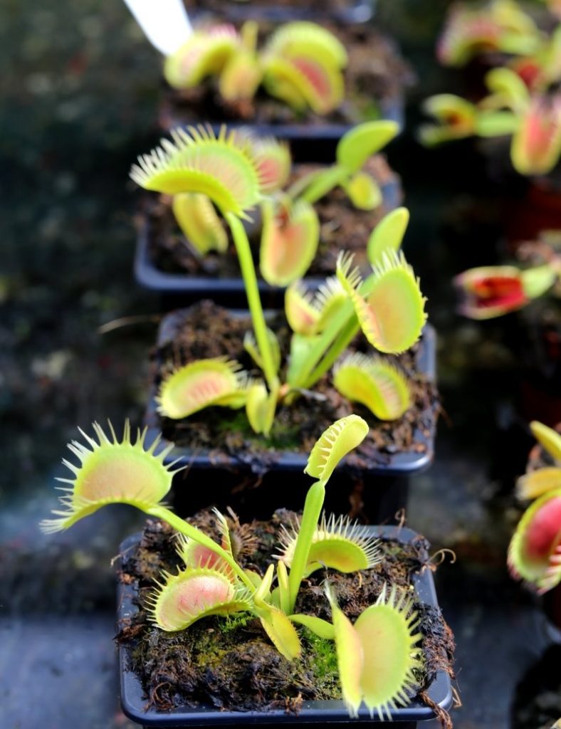 Dionaea muscipula &lsquo;UK Sawtooth II&rsquo;_Karnivores_Pot de 7cm