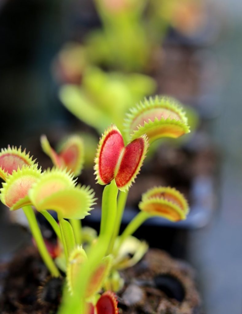 Dionaea muscipula &lsquo;UK Sawtooth II&rsquo;_Karnivores_Pot de 7cm
