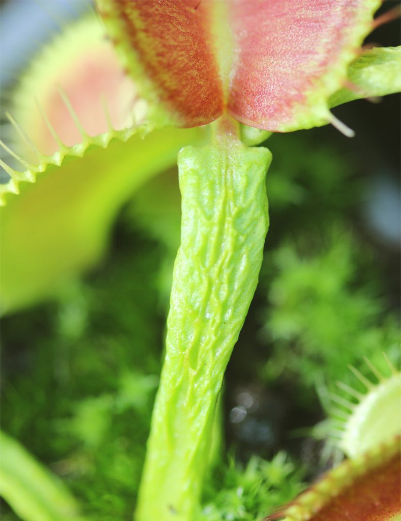 Dionaea muscipula &lsquo;Schuppenstiel&rsquo;_Karnivores_Pot de 7cm
