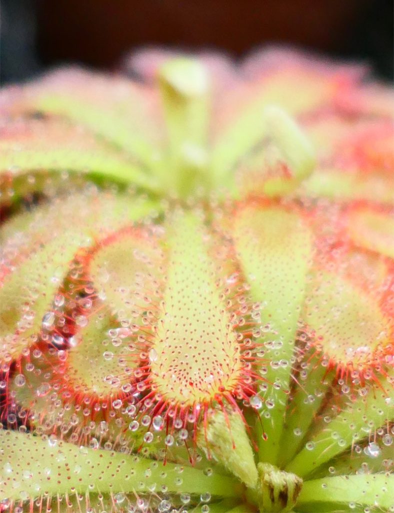 Drosera aliciae_Karnivores_Pot de 9cm