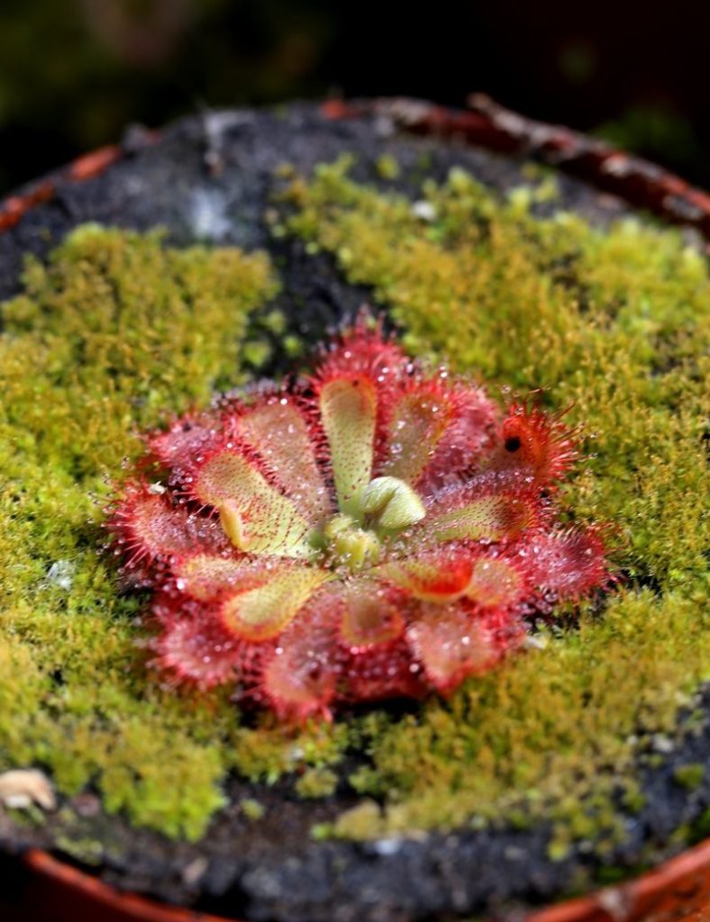 Drosera aliciae_Karnivores_Pot de 9cm