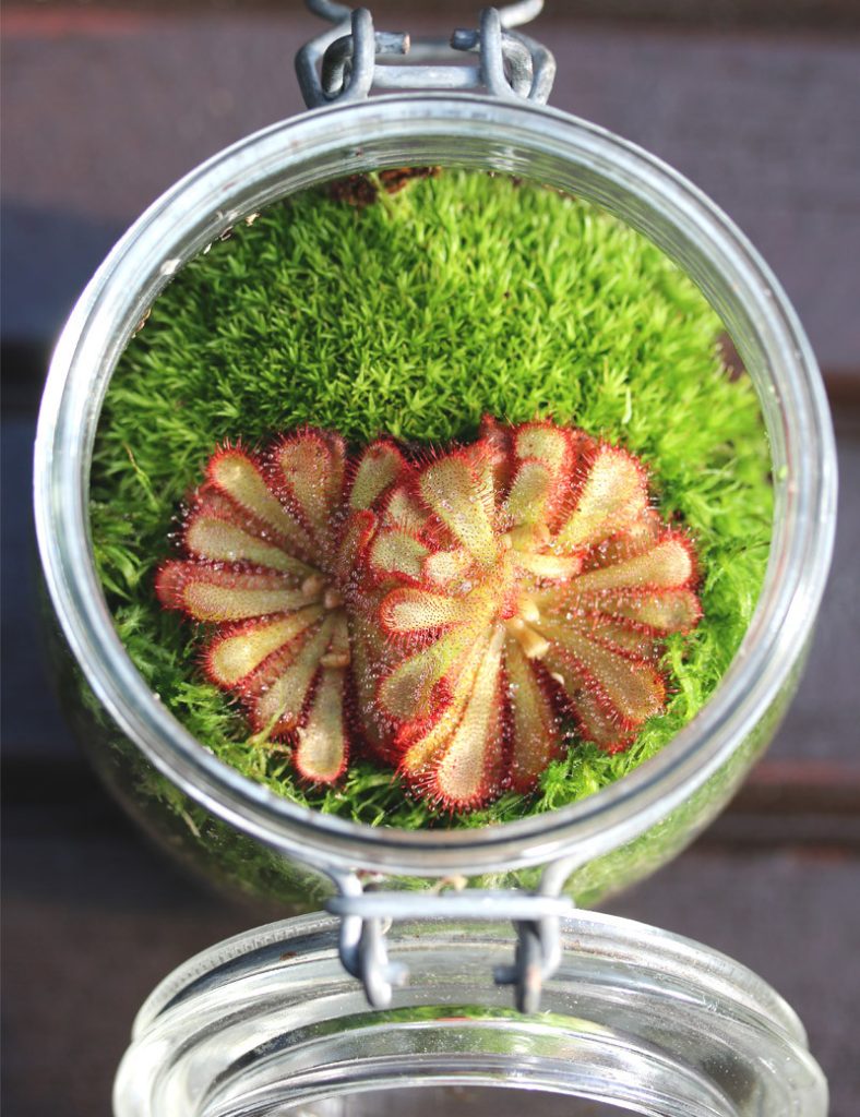 Drosera aliciae – Kit terrarium_Karnivores_1L
