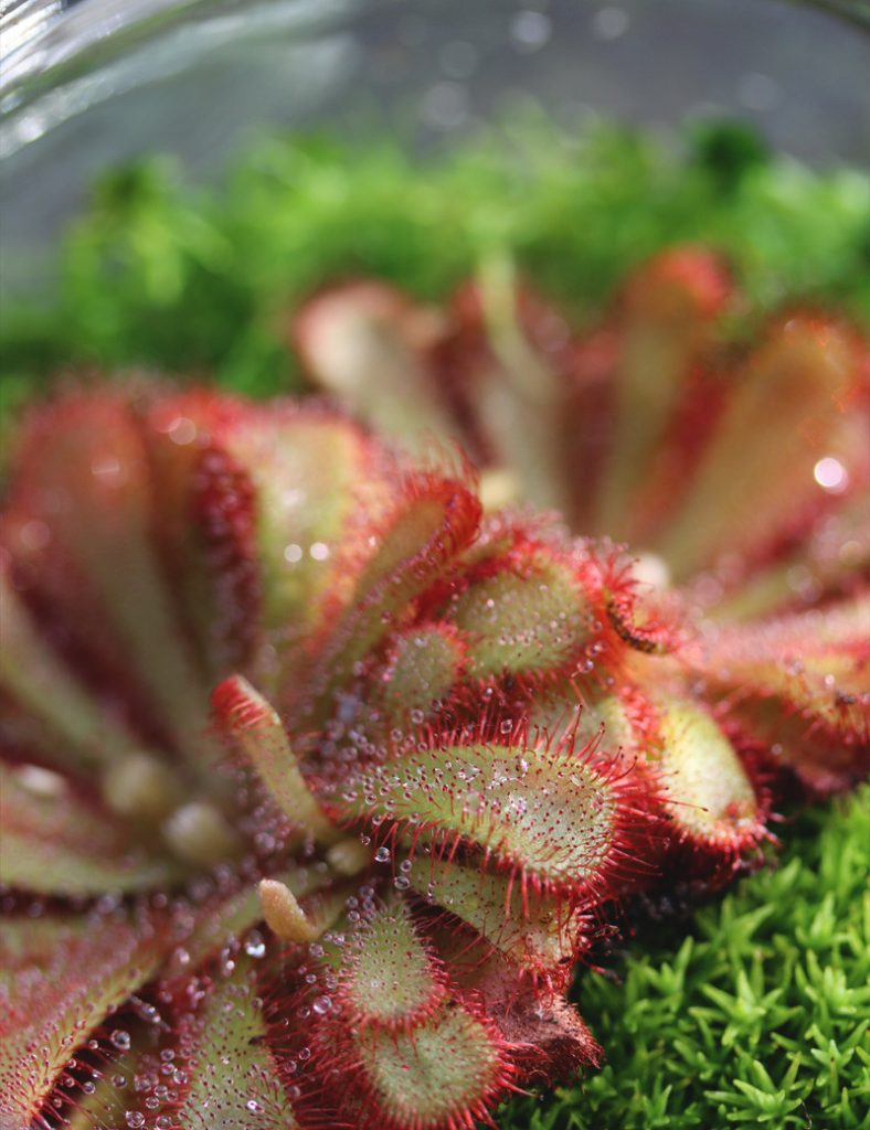 Drosera aliciae – Kit terrarium_Karnivores_1L
