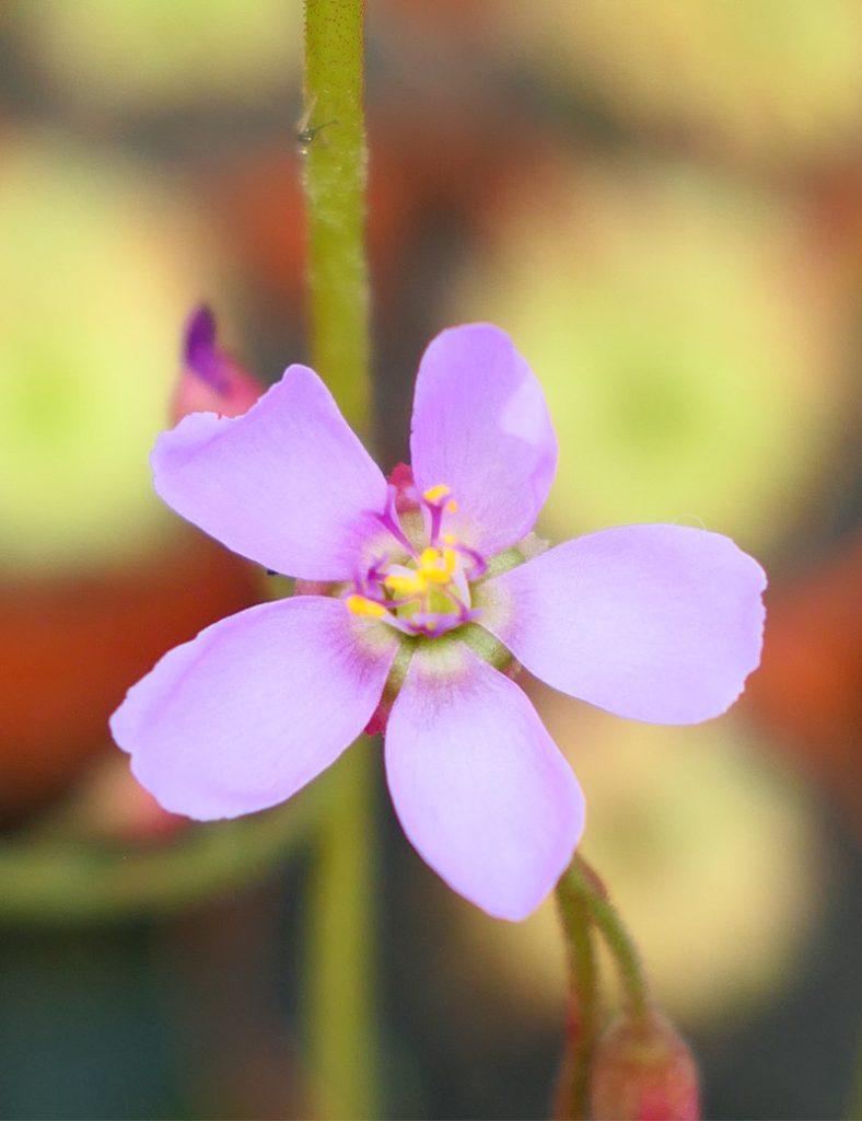 Drosera aliciae_Karnivores_Pot de 9cm