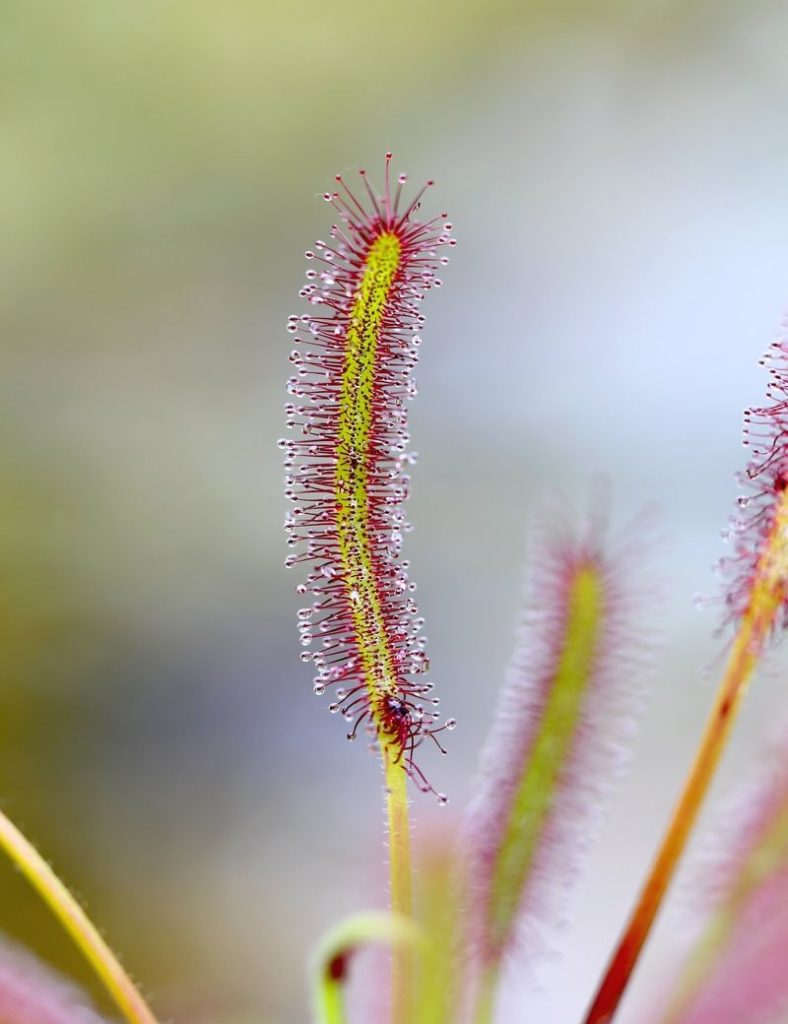 Drosera capensis_Karnivores_Pot de 7cm