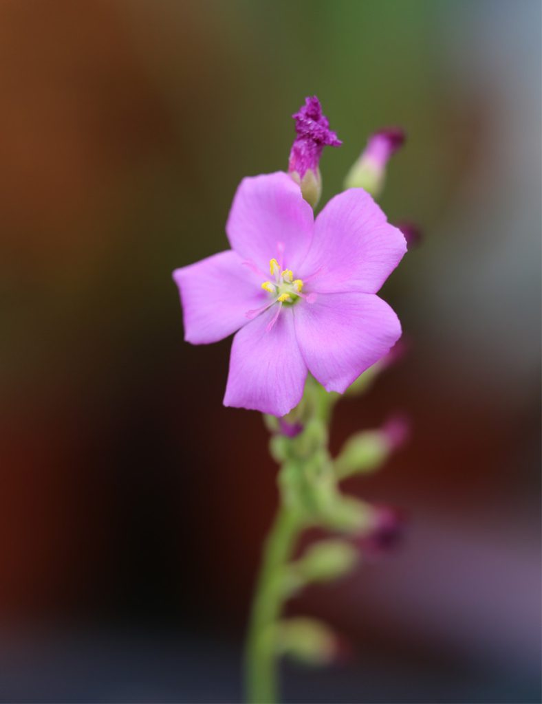 Drosera capensis_Karnivores_Pot de 7cm
